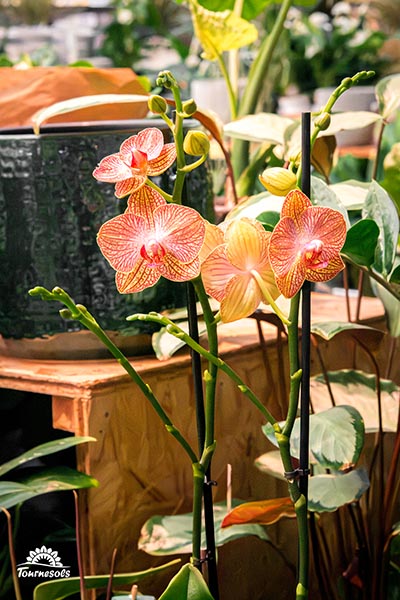 Phalaenopsis Ravello